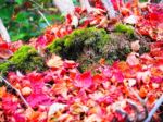苔の緑も紅葉の赤もたまらない。

🍁

#oita #三俣山 #紅葉 

#みんなに写真を見せ隊 
#山道具 #私の山道具 

#hike #hikemore 
#ソロハイカー　#ソロ登山
#単独登山女子 

#rawlowmountainworks 
#beetle 

#thisisjapan 
#yamagirl_loveyell 

#九州の山の魅力 
#私の山フォト 
#hyakkeime 
#happyhikerskyushu
#yamap55 
#週末登山部
#山好きな人と繋がりたい 
#UL #ul登山 
#山スタグラム 

#tetonbros 
#ツルギジャケット
#山と道three 
#rawlowmountainworks 
#mountainjam 
#mountainjohnny

#yamap55 

お気に入りアイテムは
≫≫≫lit.link 楽天ルームにて掲載

九州の山の魅力について記事にしています。
詳細は>>>>『やちゃ坊たいむ』へ
@yachabou.time